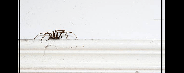 Spider Control Baulkham Hills